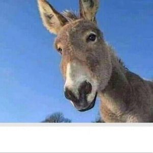 Meet your Posher, Ferdousi